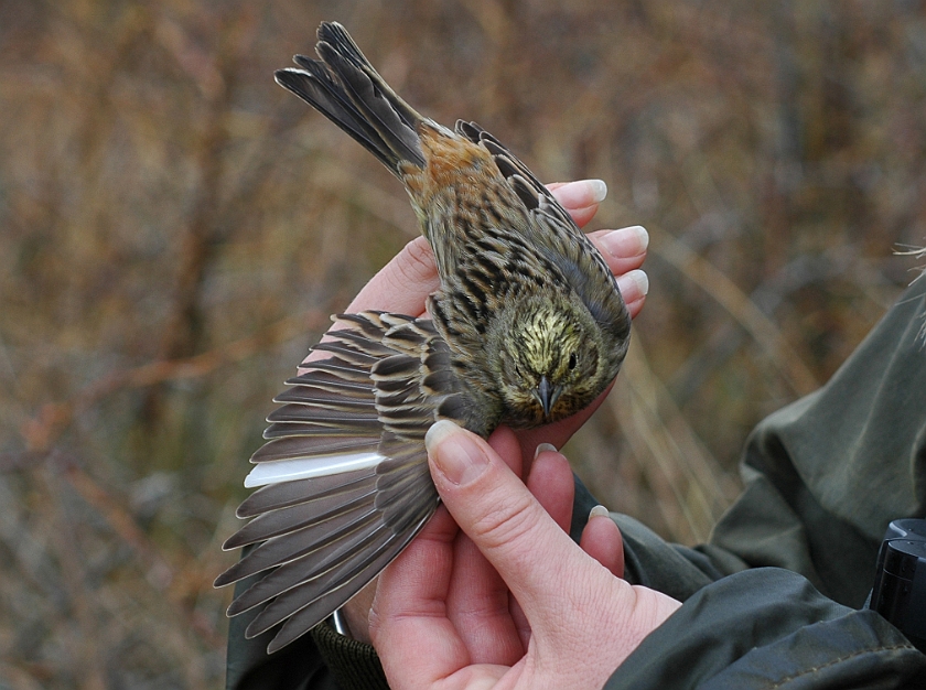 Yellowhammer, Sundre 20050505